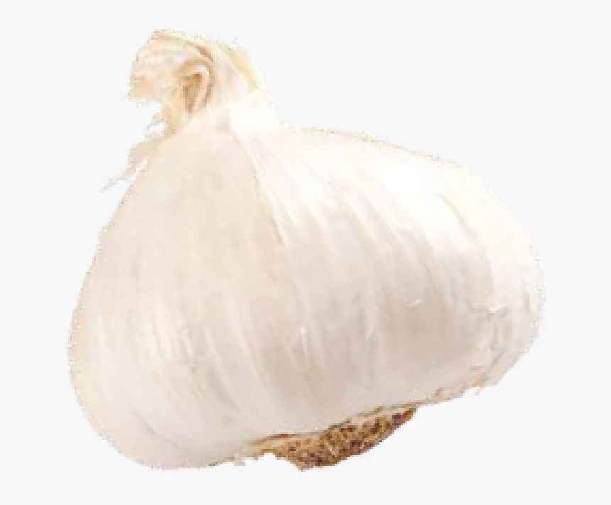 Elephant Garlic, HD Png Download, Free Download