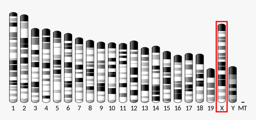 Chromosome 2 3 And 7, HD Png Download, Free Download