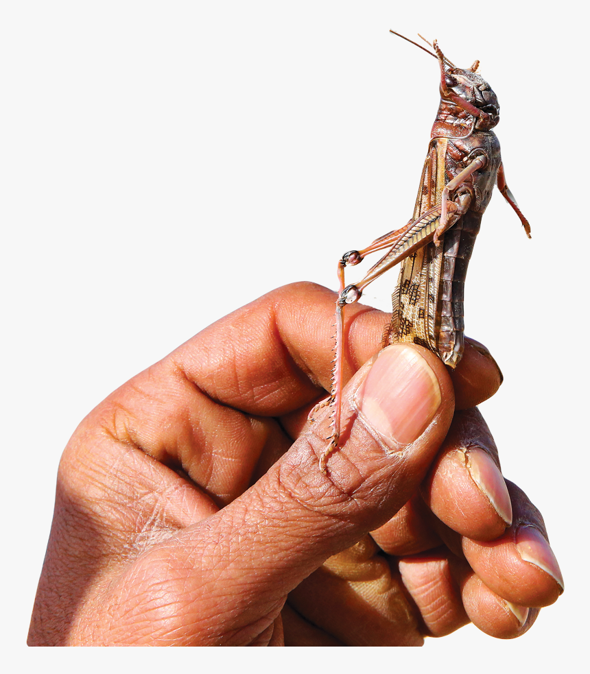 Locust Attack In Oman, HD Png Download, Free Download