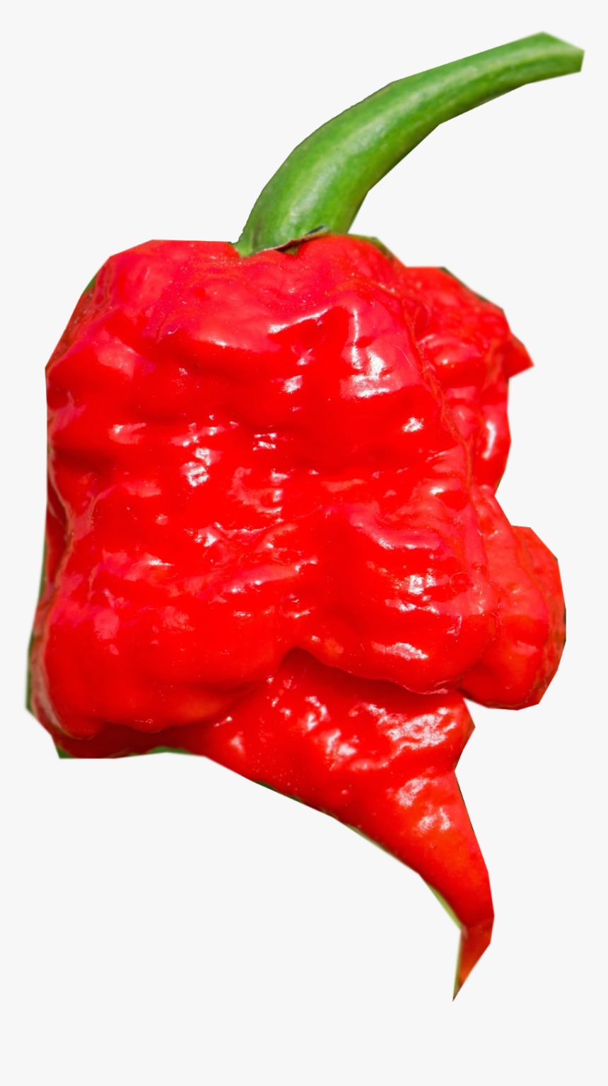 Cayenne Pepper Piquillo Bird - Worlds Hottest P, HD Png Download, Free Download