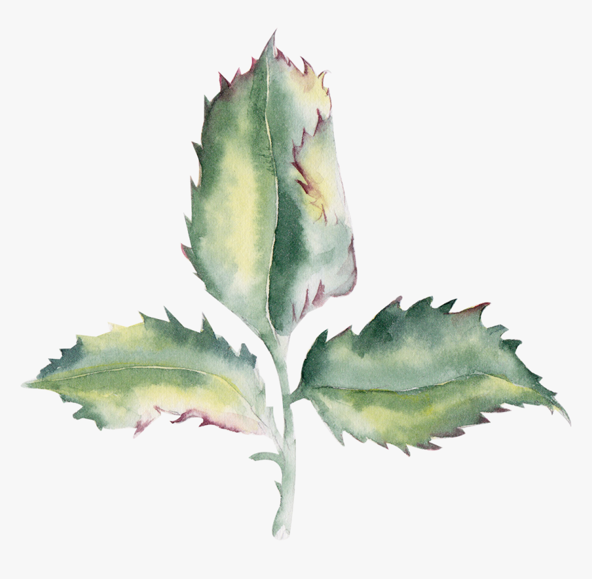 Agave , Png Download - Agave, Transparent Png, Free Download