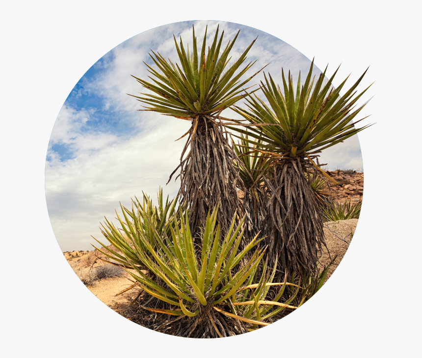 Transparent Desert Png - Agave, Png Download, Free Download