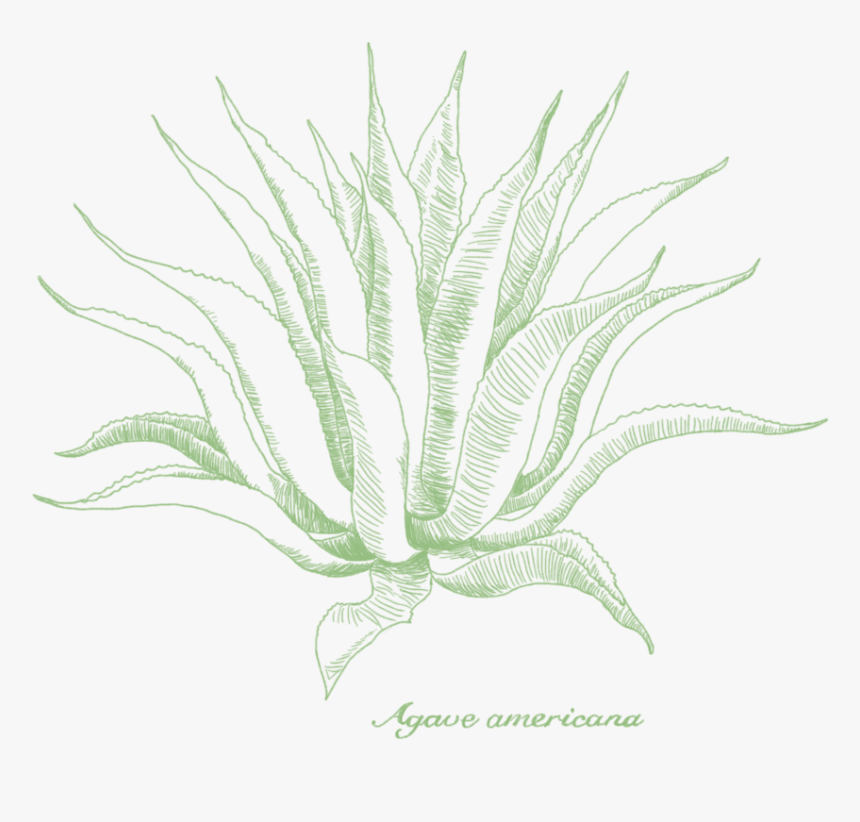 Aloe Drawing Blue Agave Plant, HD Png Download, Free Download