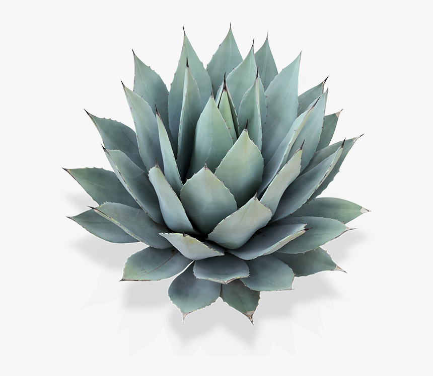 Lifeaid Cbd, HD Png Download, Free Download