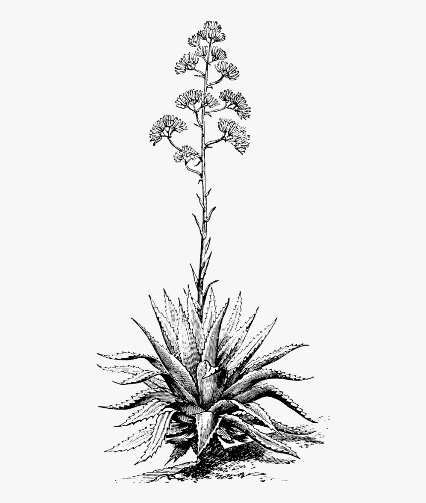 Vintage Agave Illustration, HD Png Download, Free Download