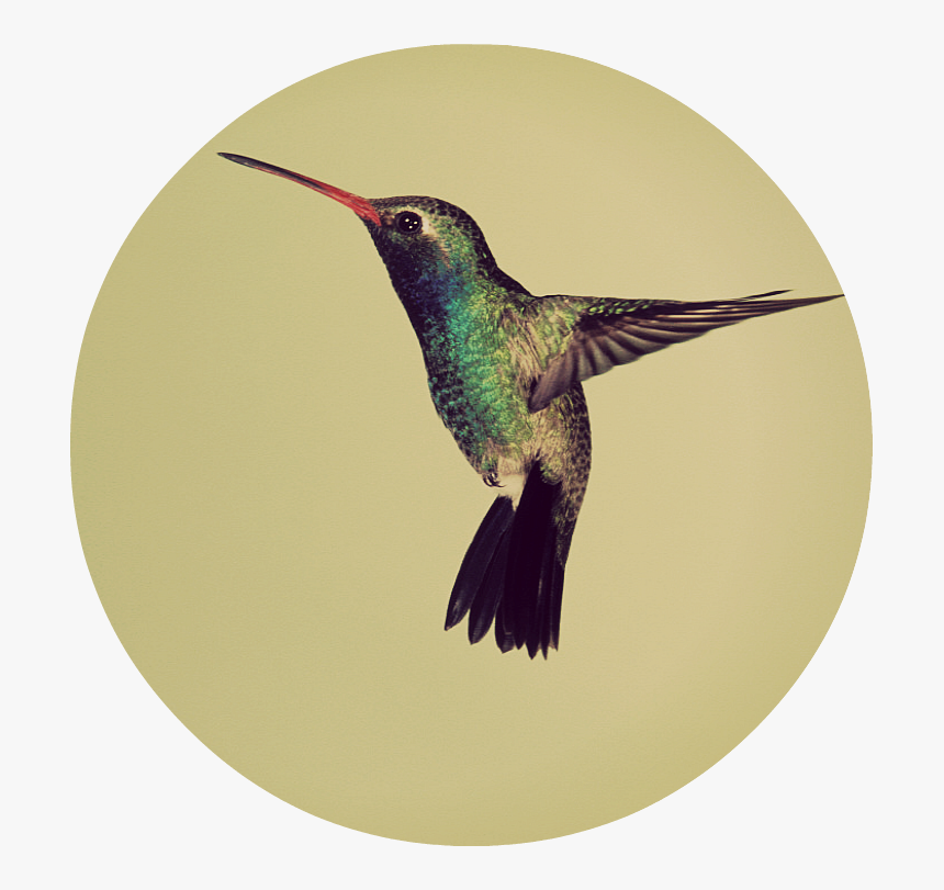 Hummingbird - Humming Bird, HD Png Download, Free Download