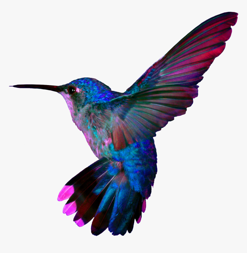 Colorful Hummingbird Tattoo, HD Png Download, Free Download