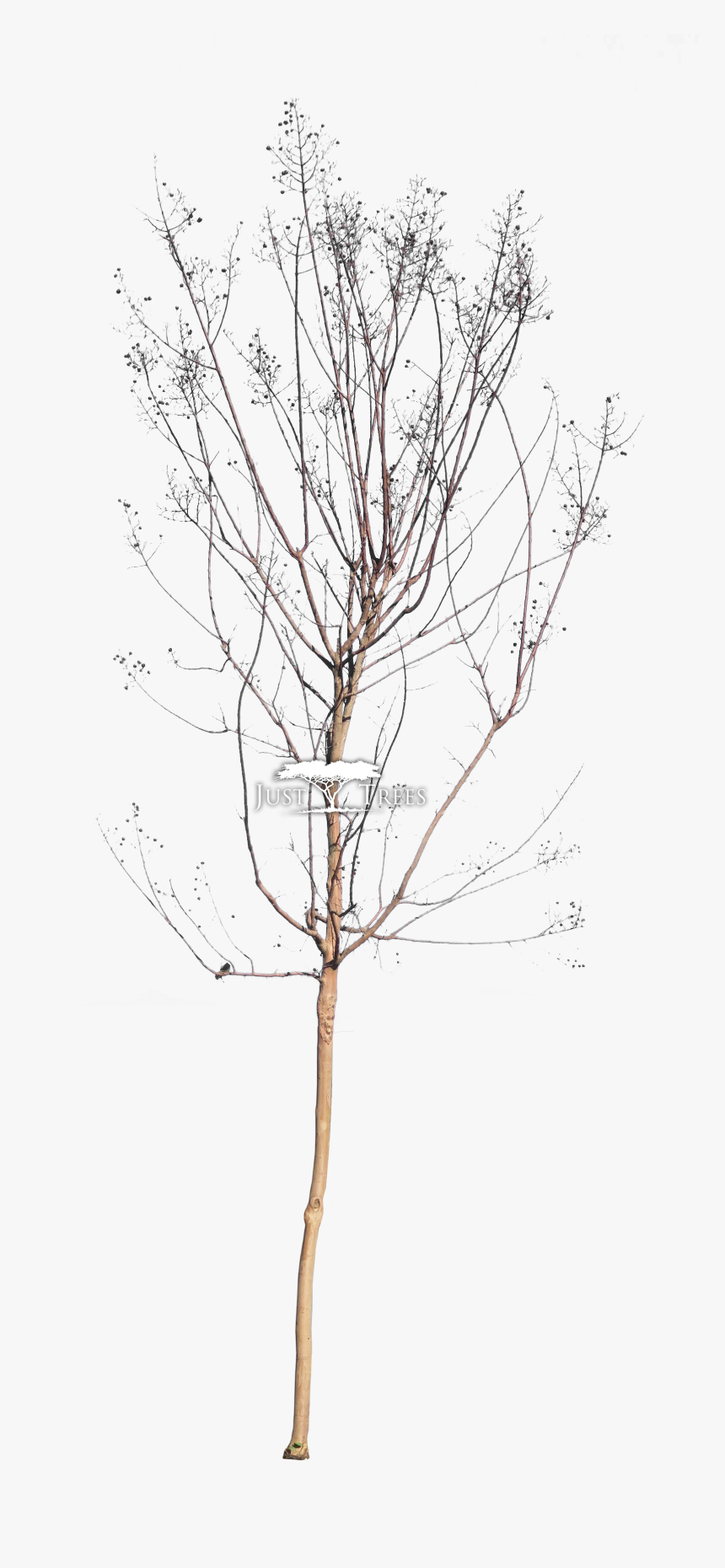 Drawing , Png Download - Drawing, Transparent Png, Free Download