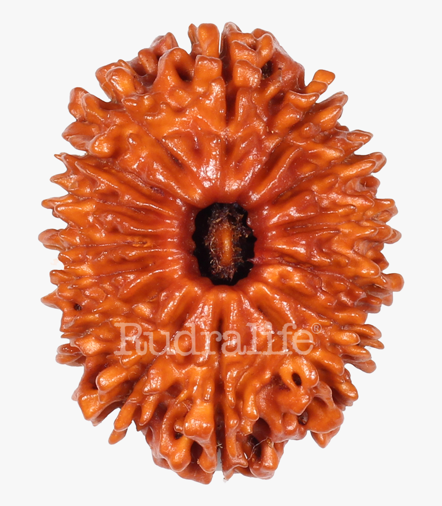 Fifteen Mukhi Rudraksha Rudraksha - Carving, HD Png Download, Free Download