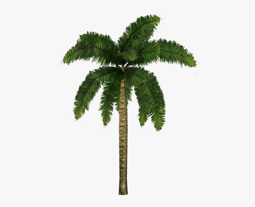 Coconut Palm - Cocos Nucifera Png, Transparent Png, Free Download