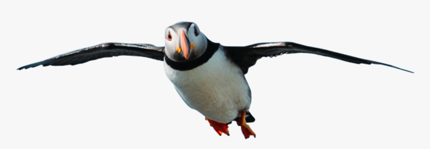 Seabird, HD Png Download, Free Download