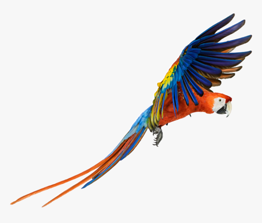 #parrot #bird #animal #color #colors #nature #fly #flying - Macaw Png, Transparent Png, Free Download