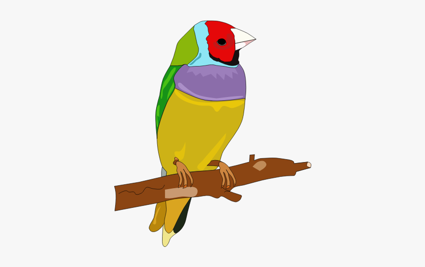 Colorful Bird - Bird Clipart In Color, HD Png Download, Free Download