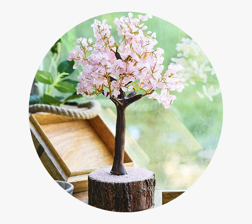 Cherry Blossom, HD Png Download, Free Download