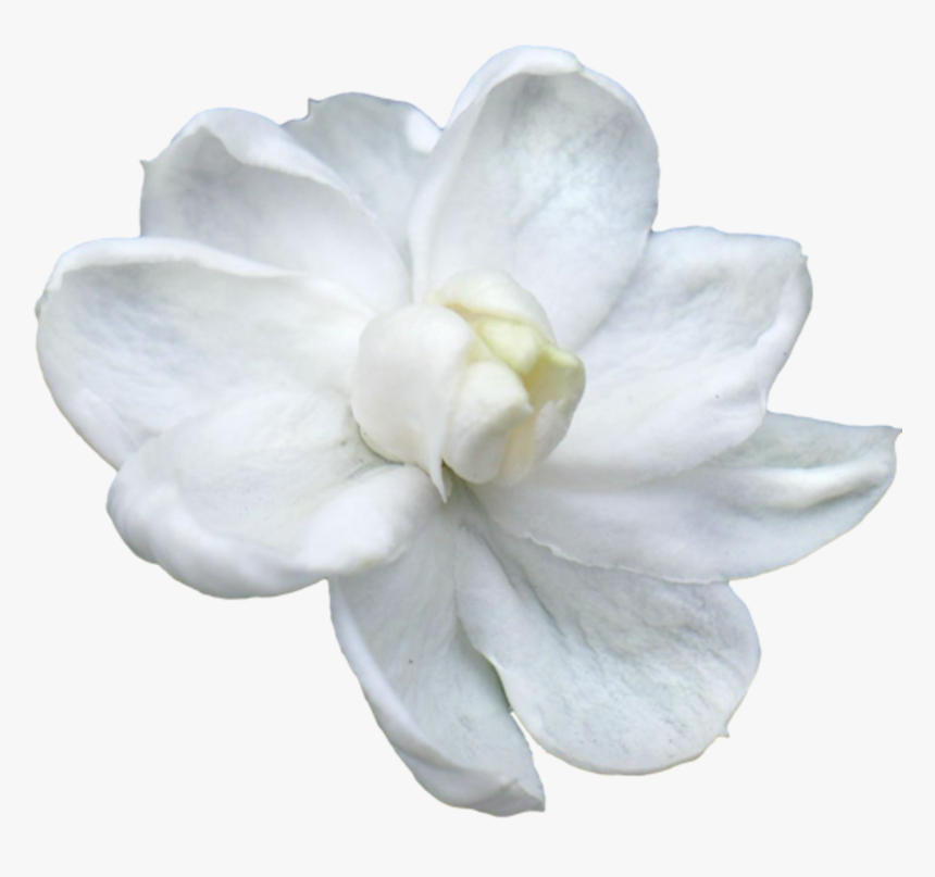 Jasmine Flower Png - Favourite Flower Of Lord Ganesha, Transparent Png, Free Download