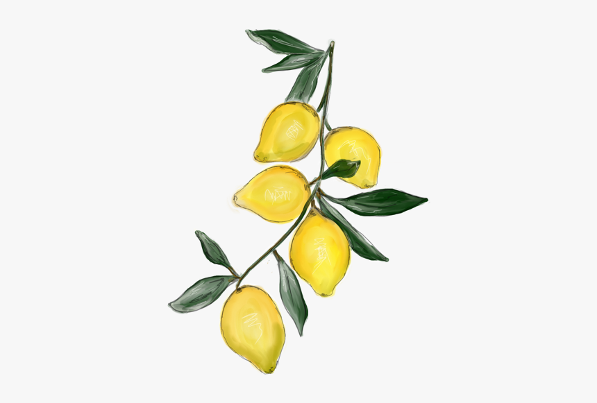 Meyer Lemon, HD Png Download, Free Download