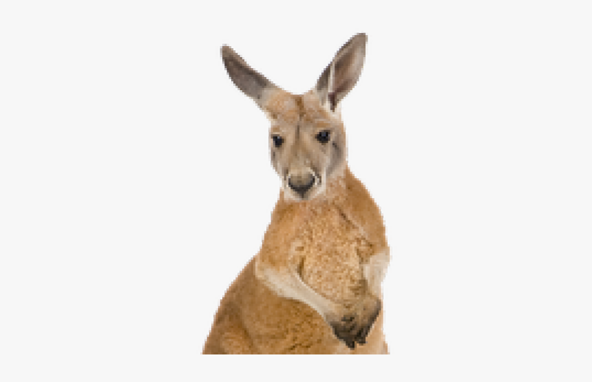 Kangaroo Png Transparent Images - Kangaroo Face Png, Png Download, Free Download
