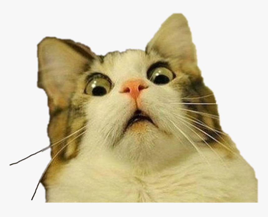 #shocked #cat #freetoedit - Cat Meme Transparent Background, HD Png Download, Free Download
