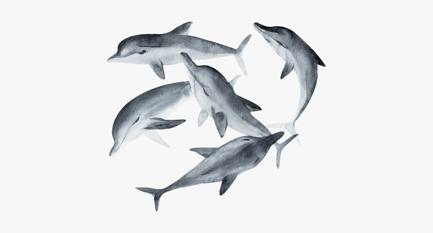 Modal - Painted Dolphins Black And White, HD Png Download, Free Download