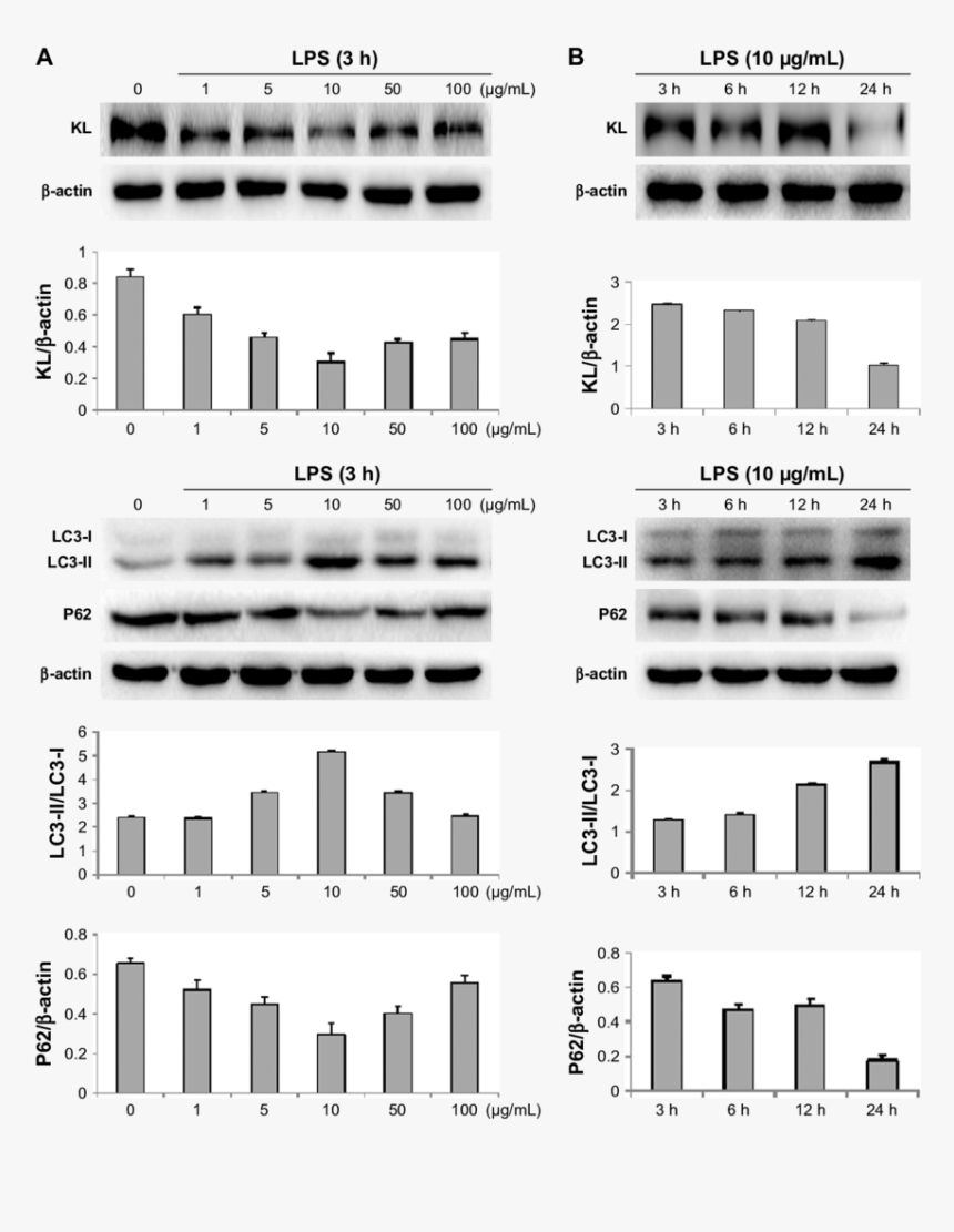 Lps Hk 2 Cells, HD Png Download, Free Download