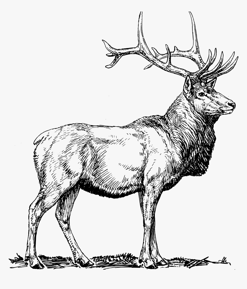 Elk Clip Arts - Elk Clipart Black And White, HD Png Download, Free Download