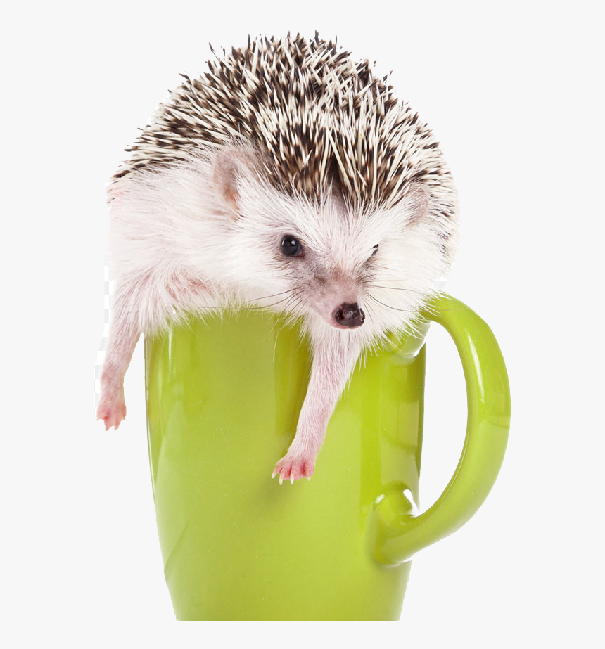 Hedgehog Png , Png Download - Hedgehog, Transparent Png, Free Download