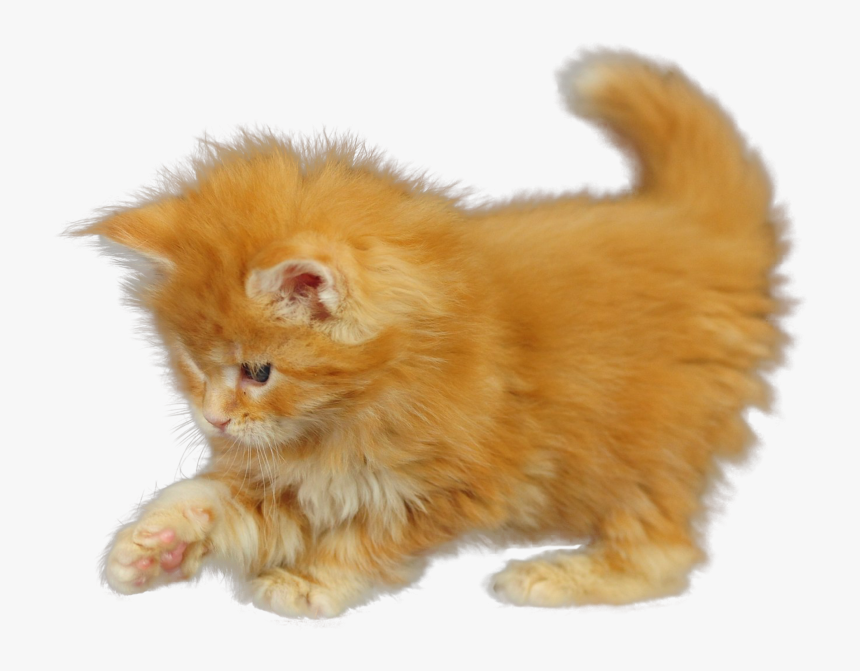 Transparent Cat Png Transparent - Orange Kitten Png Transparent, Png Download, Free Download