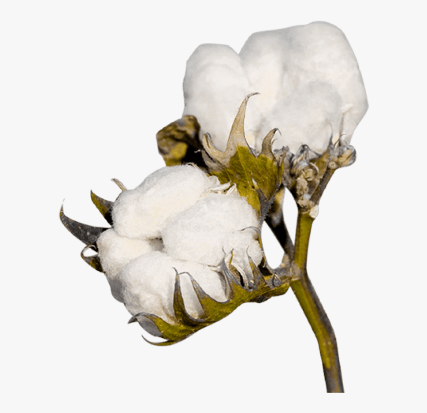 Cotton Plant Png Image - Cotton Plant No Background, Transparent Png, Free Download