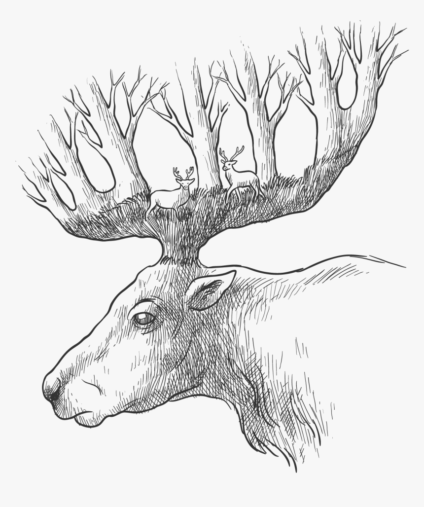 Red Deer Gray Wolf Drawing - Head Lead Drawing, HD Png Download, Free Download