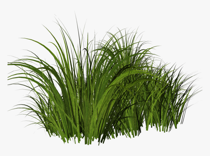 Free Tall Grass Png - Transparent Background Tall Grass Png, Png Download, Free Download