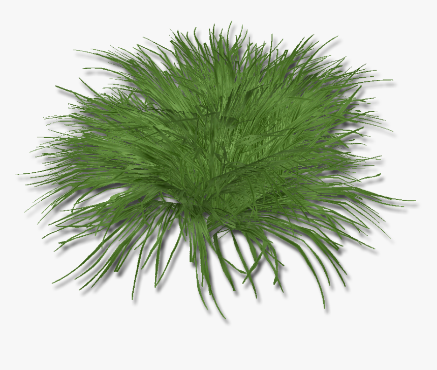 Hierba Limón / Lemongrass 6ahaspt - Sweet Grass, HD Png Download, Free Download