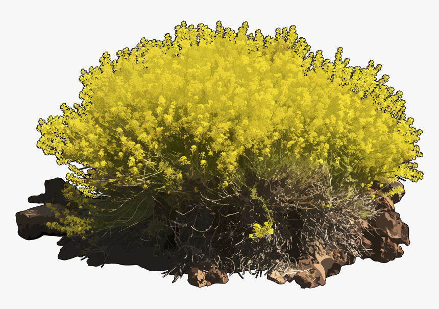 Goldmoss Stonecrop, HD Png Download, Free Download