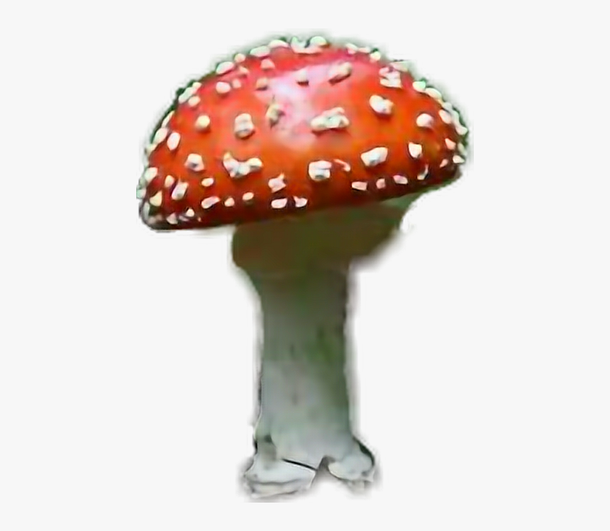 #amanitamuscaria #mushroom #red #white #dots #poisonous - Shiitake, HD Png Download, Free Download