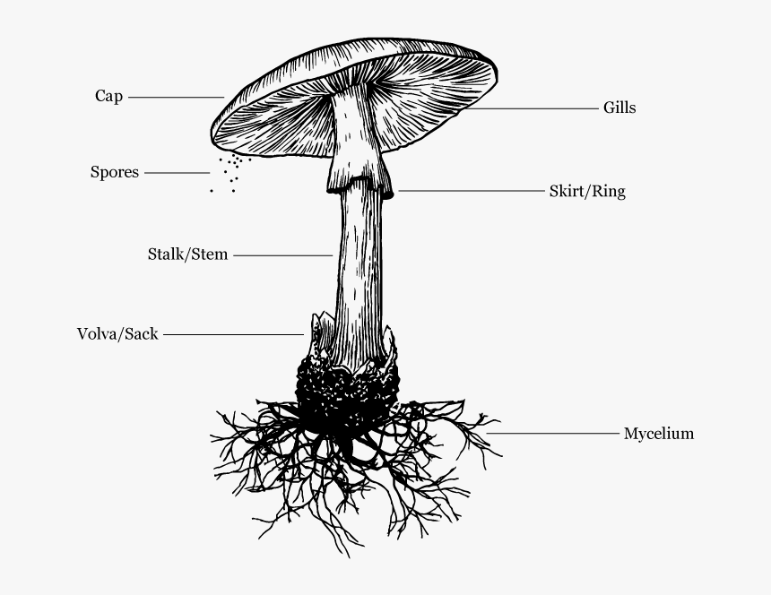 Picture - Death Cap Mushroom Illustration, HD Png Download, Free Download