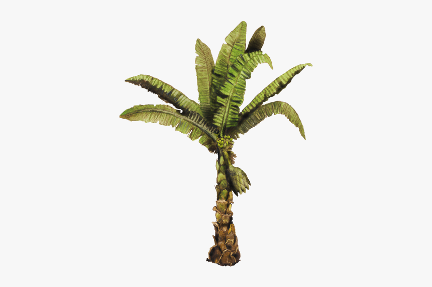 Planta De Platano Png, Transparent Png, Free Download