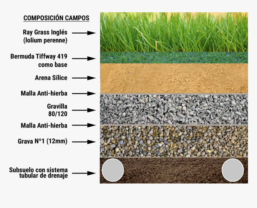 Césped Natural - Natural Grass Sub Base, HD Png Download, Free Download