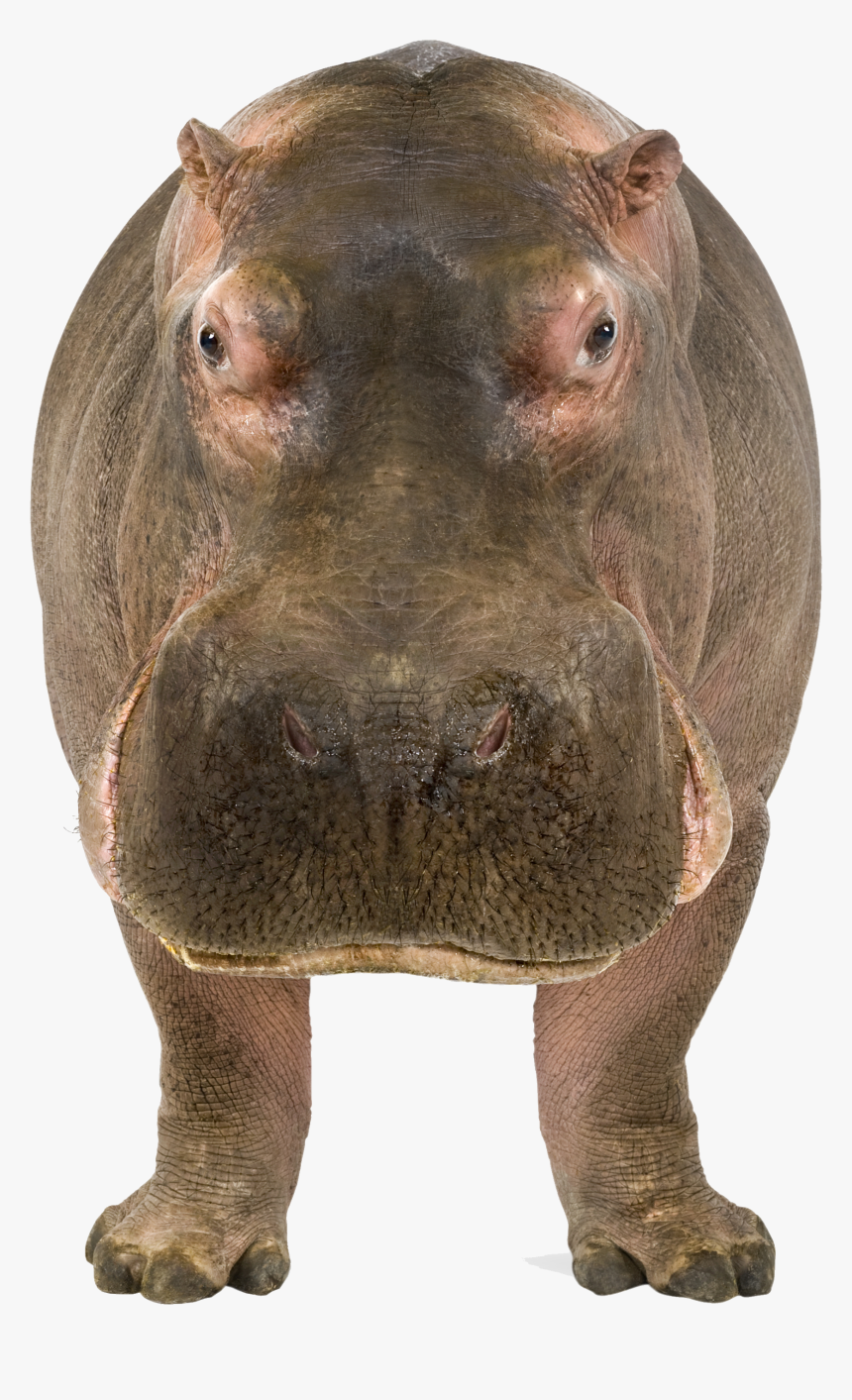 Transparent Baby Hippo Png - Hippo Face Transparent Background, Png Download, Free Download