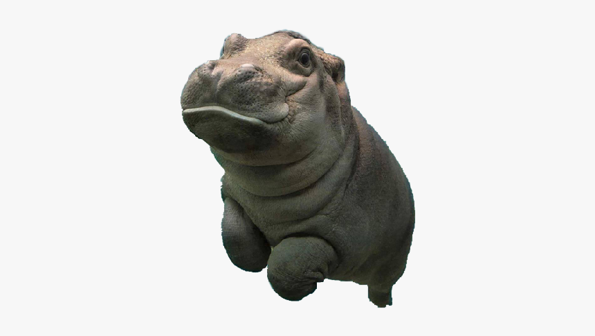 Click To Open And Swipe Up To Make Baby Hippo Fly - Baby Hippo Transparent Background, HD Png Download, Free Download