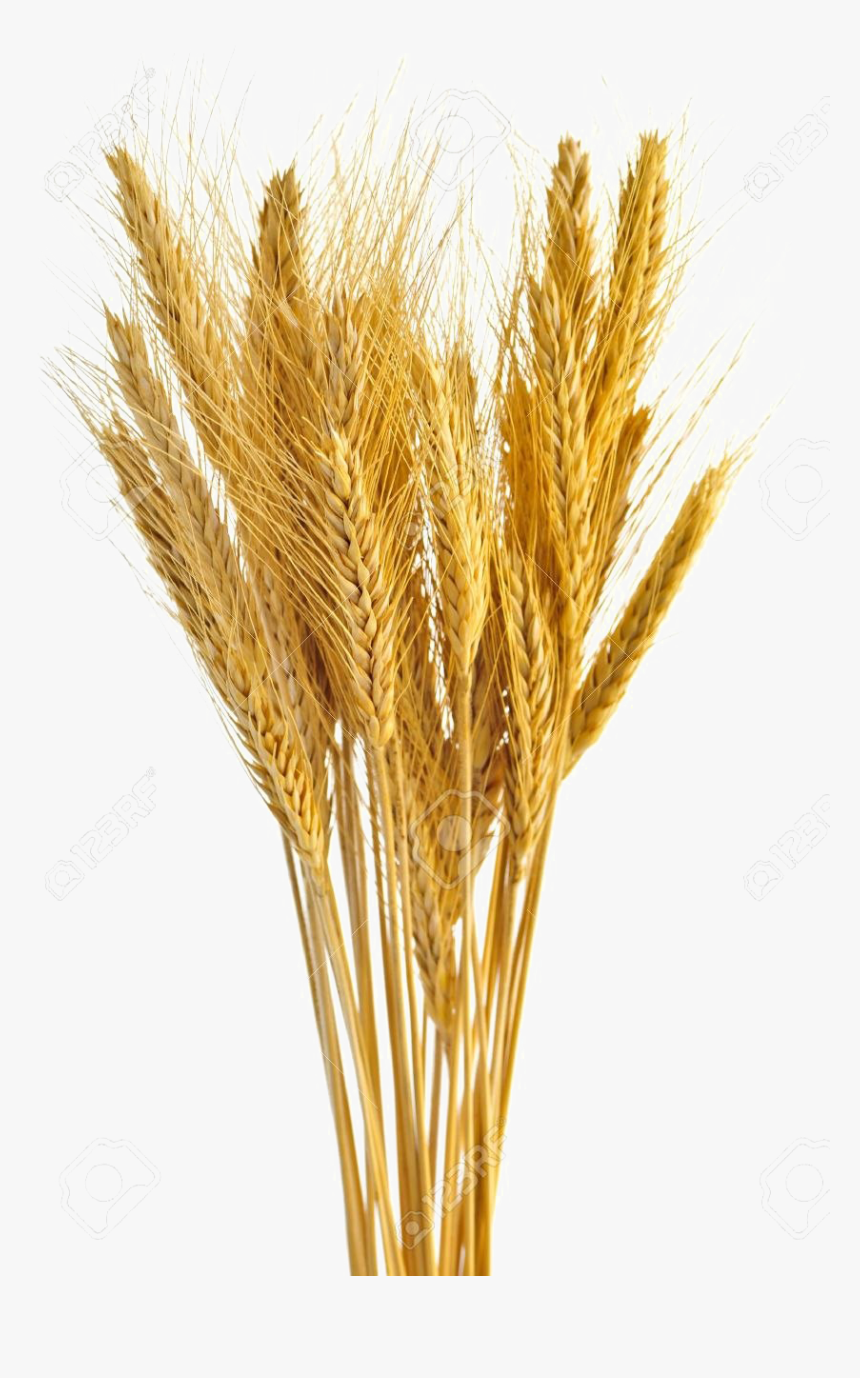 Wheat Transparent - Wheat Stalk White Background, HD Png Download, Free Download