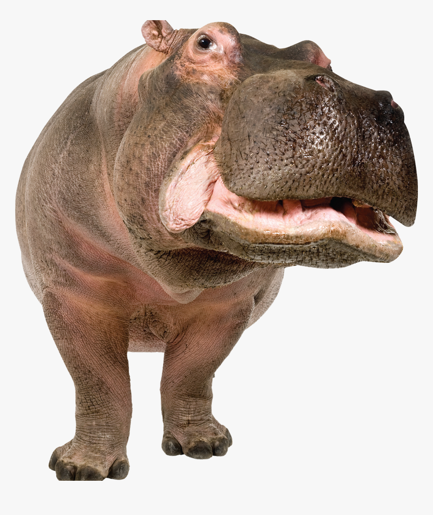 Transparent Baby Hippo Png - Hippo Png, Png Download, Free Download