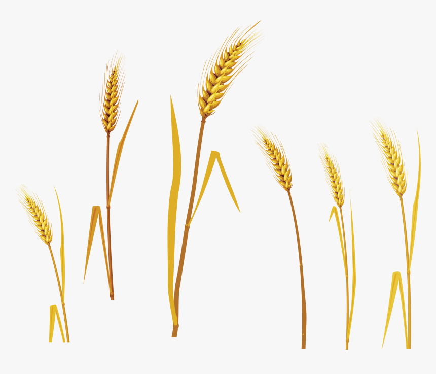 Wheat Png Image - Wheat Vector, Transparent Png, Free Download