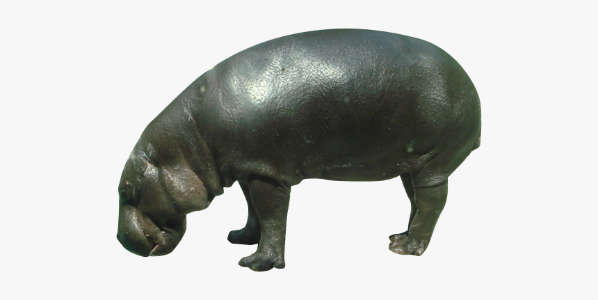 Pygmy Hippopotamus Rhinoceros Wildlife - Hippopotamus, HD Png Download, Free Download