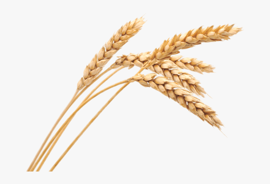 Wheat Spikes - Wheat Png, Transparent Png, Free Download