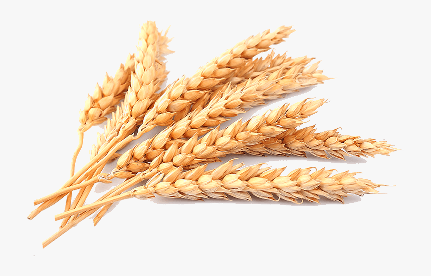 Free Png Wheat Png Images Transparent - Transparent Background Wheat Png, Png Download, Free Download