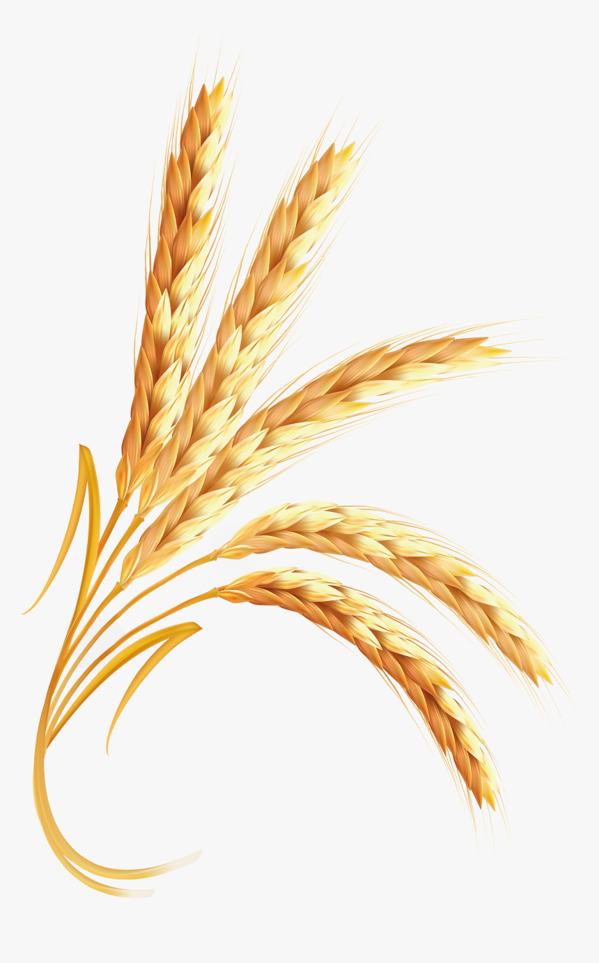 Wheat Png Image, Transparent Png, Free Download