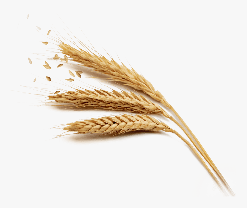 Grain Png Free Download - Wheat Grains Png Transparent, Png Download, Free Download