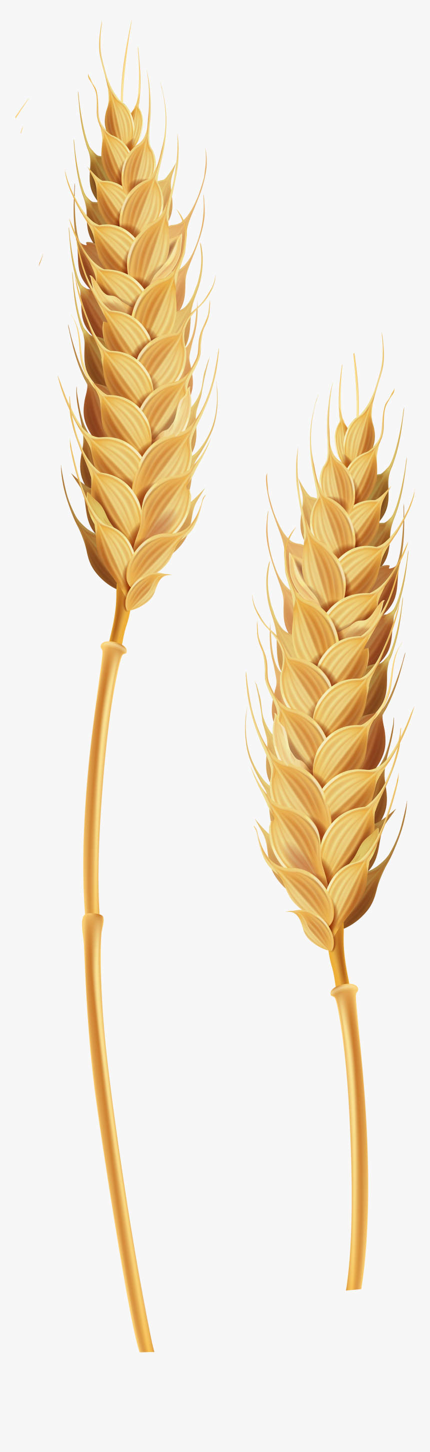 Wheat Clipart Transparent Background - Clipart Transparent Background Wheat, HD Png Download, Free Download