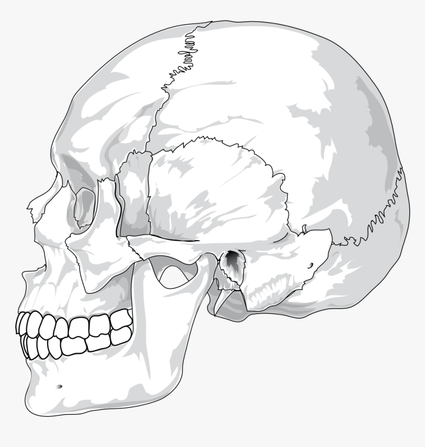 Skull Cracked Head Skeleton Side Skeletal Human Skull Side View