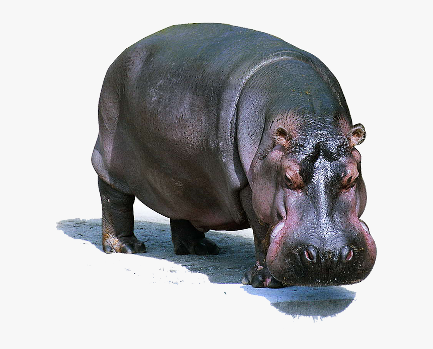 Hippo Png Images - Wildlife Lion Domestic And Wild Animals, Transparent Png  - kindpng