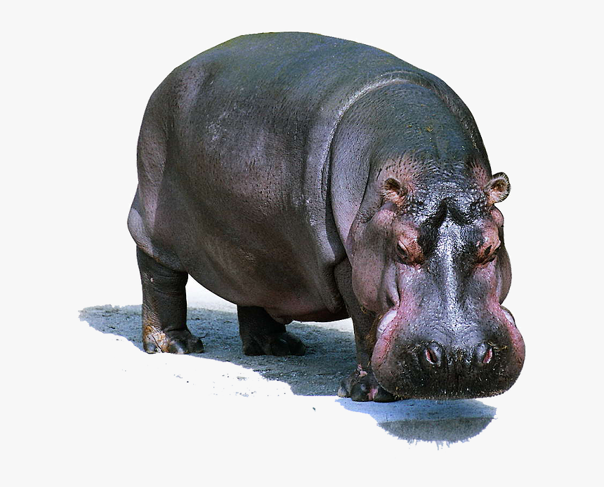 Hippo Png Images - Wildlife Lion Domestic And Wild Animals, Transparent Png - kindpng Hippo Png Images - Wildlife Lion Domestic And Wild Animals, Transparent Png - kindpng